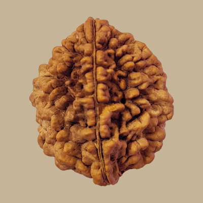 2-Mukhi-Rudraksha