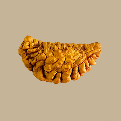 1 Mukhi Rudraksha