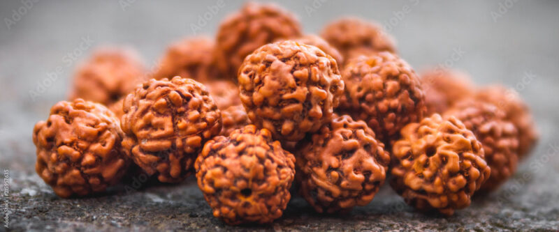 14 Mukhi Rudraksha (Nepali)