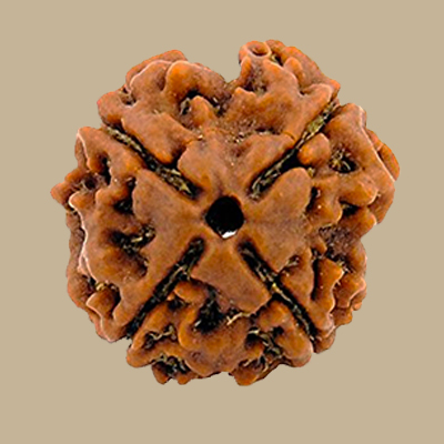 4 Mukhi Rudraksha