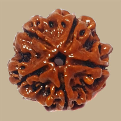 5 Mukhi Rudraksha