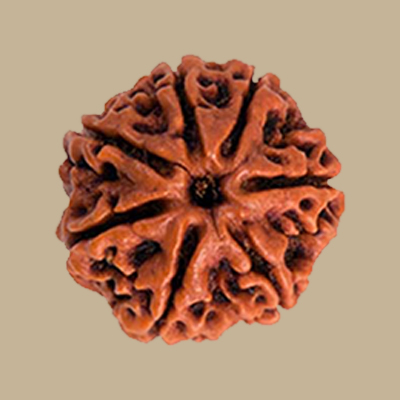 7 Mukhi Rudraksha