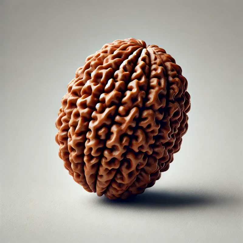 17 Mukhi Rudraksha (Nepali)